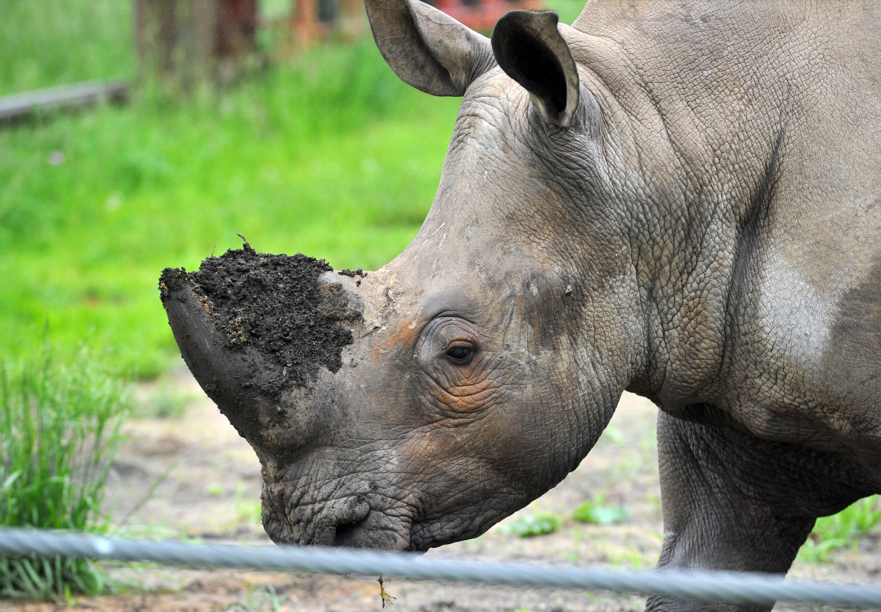 052921-qc-nws-rhino-064